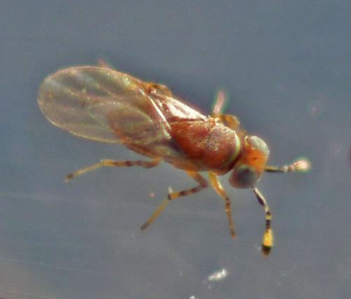 Metaphycus sp.